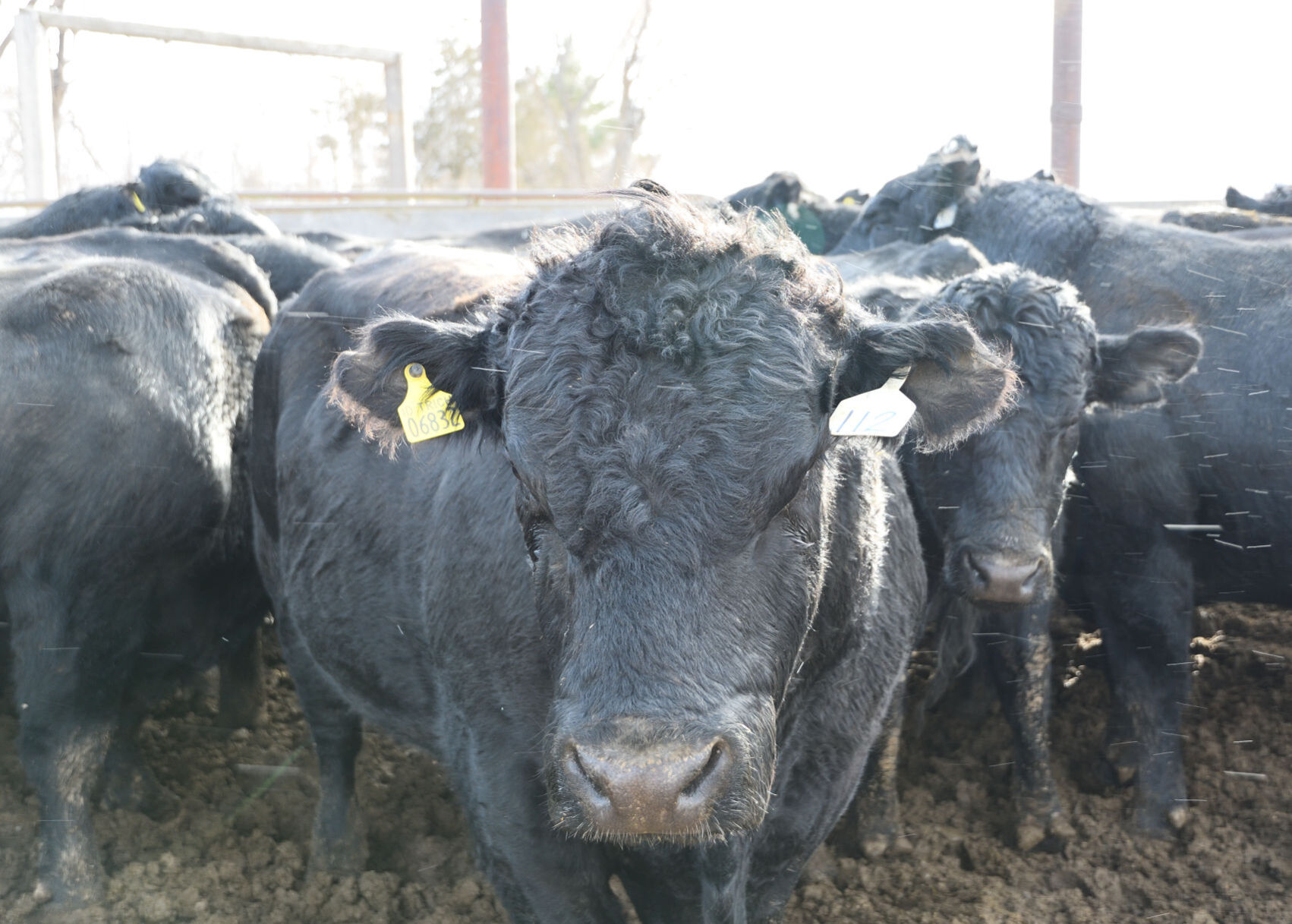 Ranchers deal with fallout from Badger Fire